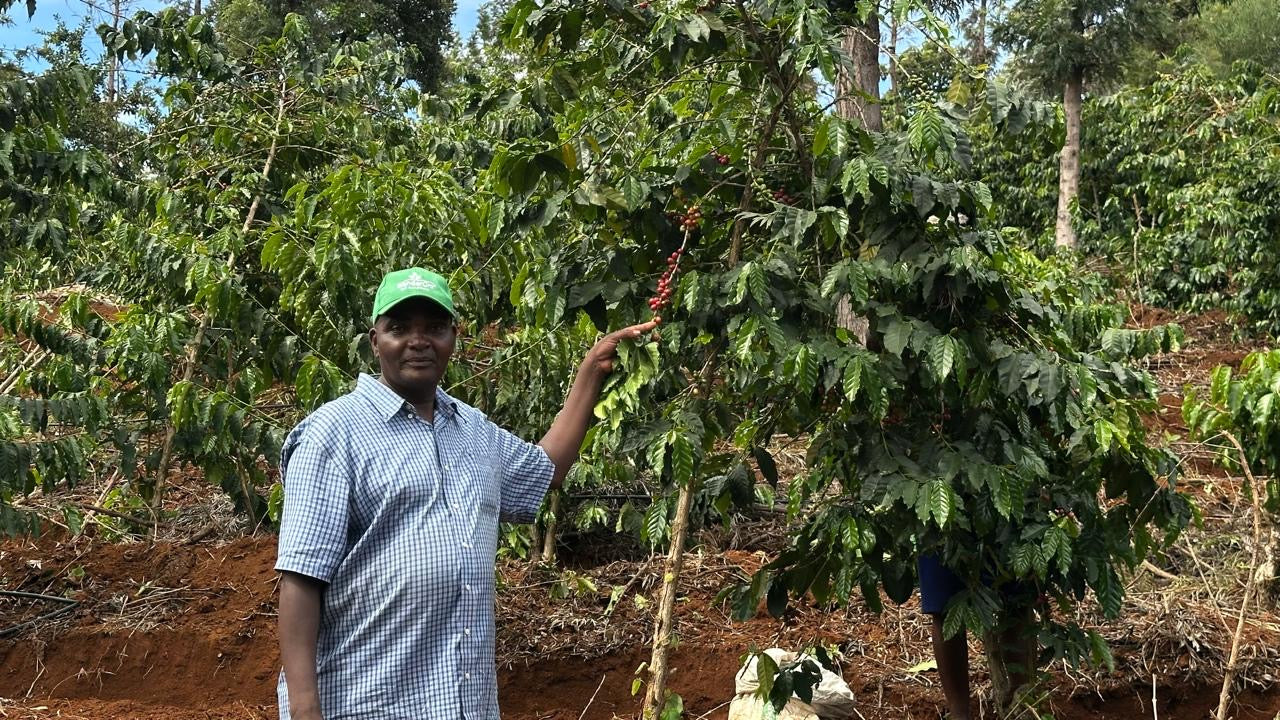 Kenya — Mumu's Estate AB