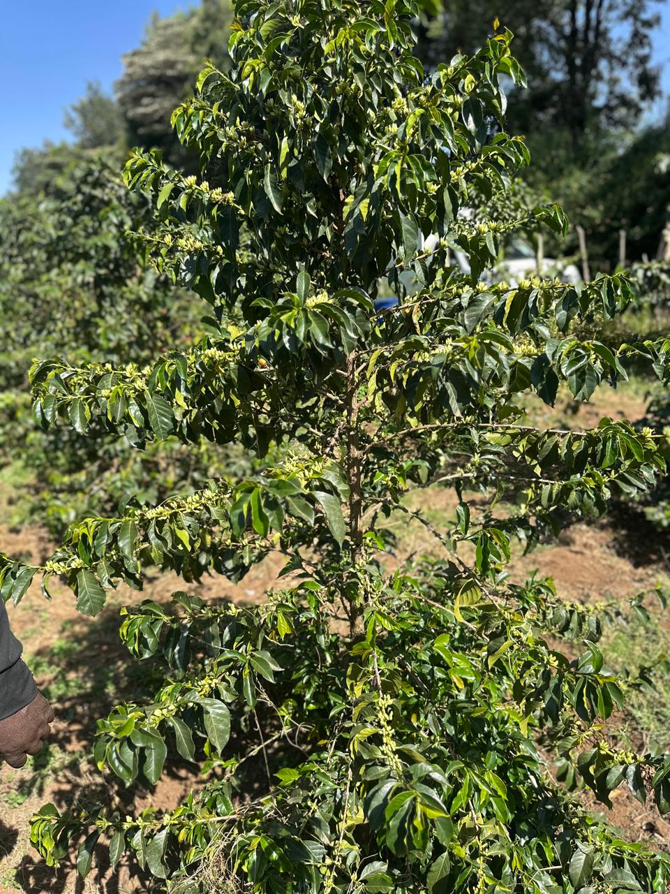 Jacob Kibiri on his farm at Rhino Farms, Nakuru County