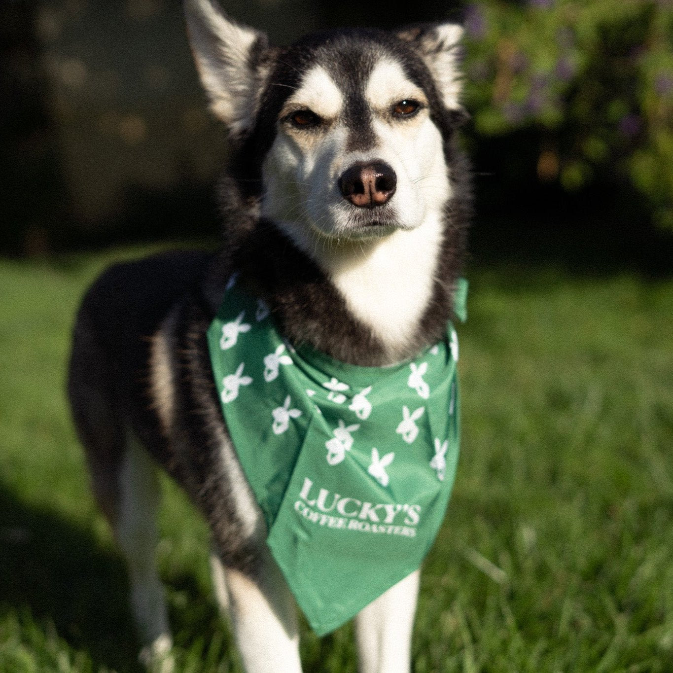 Lucky's Bandana