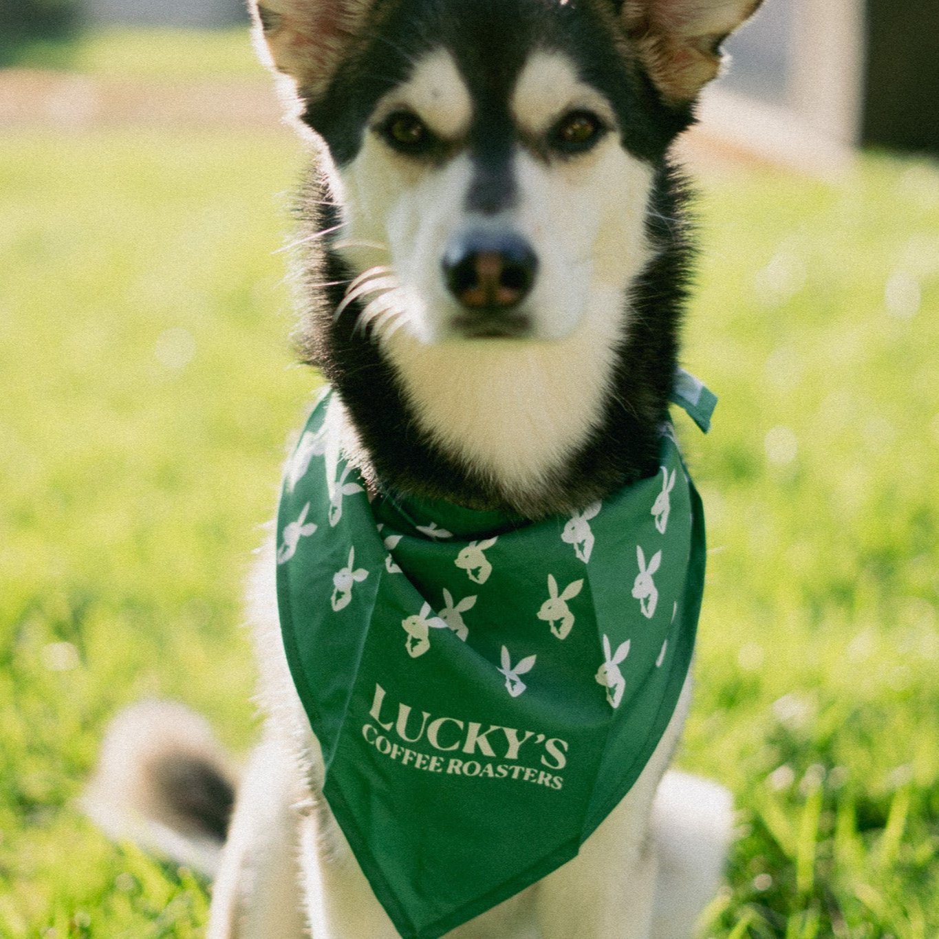 Lucky's bandana, large